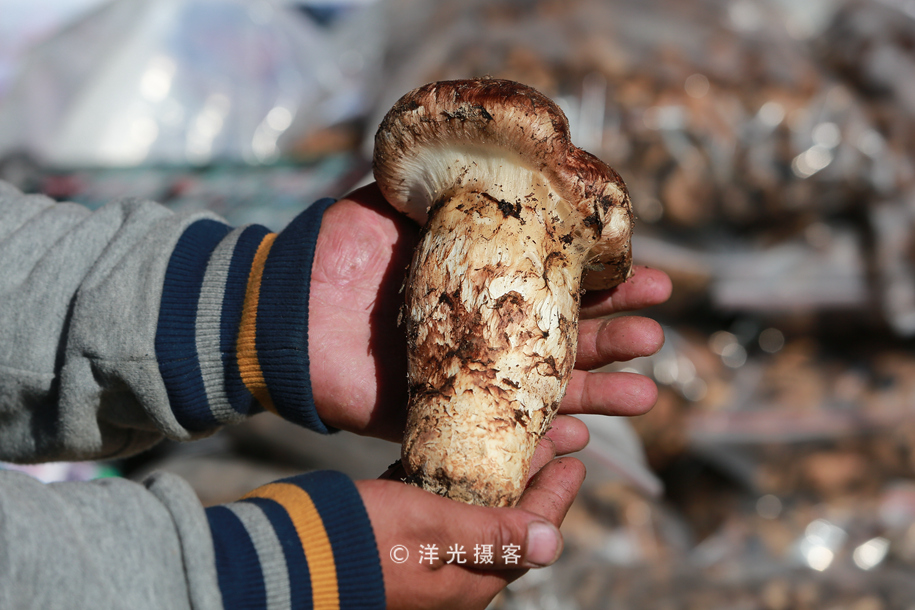 这个民族的祖先因战败被迫流离失所,却创造出世界上独一无二奇迹