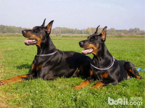 霸气侧漏的五种优秀护卫犬,盘点不花钱既好养的护卫犬