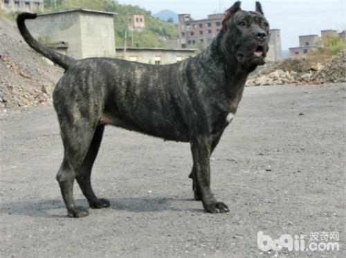 霸气侧漏的五种优秀护卫犬,盘点不花钱既好养的护卫犬