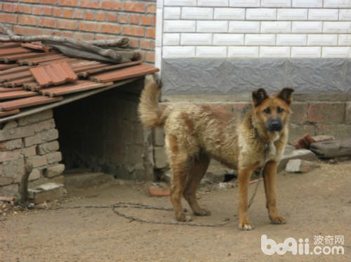 霸气侧漏的五种优秀护卫犬,盘点不花钱既好养的护卫犬