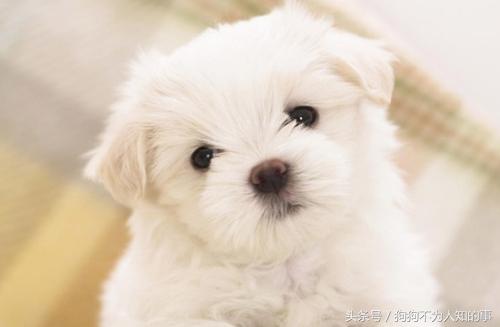 狗狗便便不成形最后有血吃什么药,狗狗便便不成形是什么原因