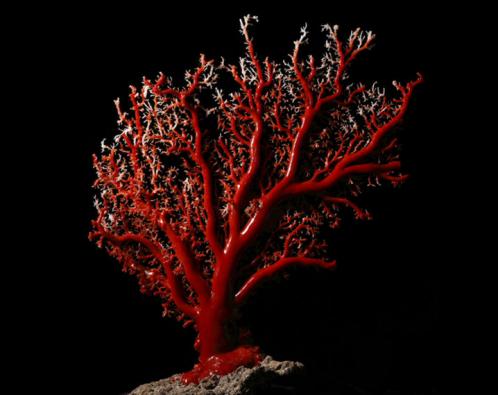 红珊瑚怎样交易,红珊瑚如何交易