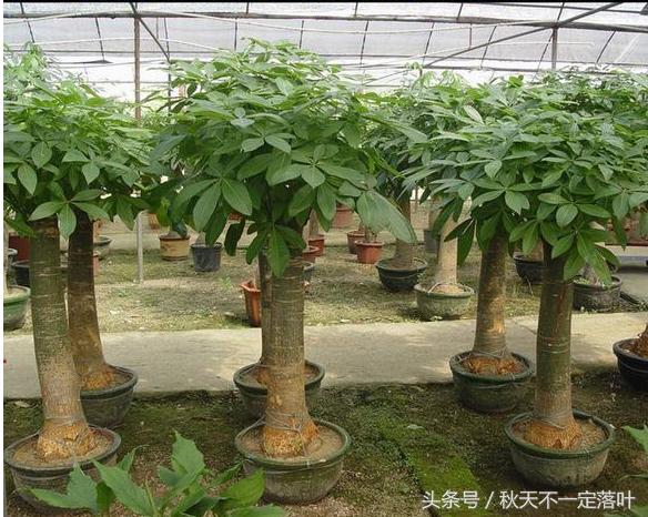 家里养开花的花有什么讲究吗,家里养哪种花最好有什么作用