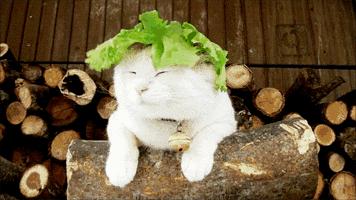 长沙十大奶茶店,长沙5大奶茶