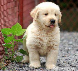 养狗选择什么狗狗好,想养狗不想遛