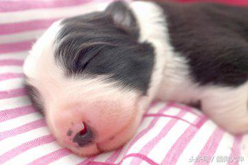 养狗选择什么狗狗好,想养狗不想遛