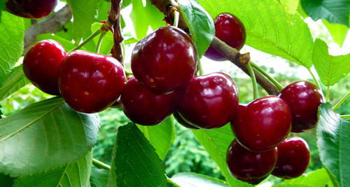 想要一生不得癌症有什么建议,想要不得病要控制情绪