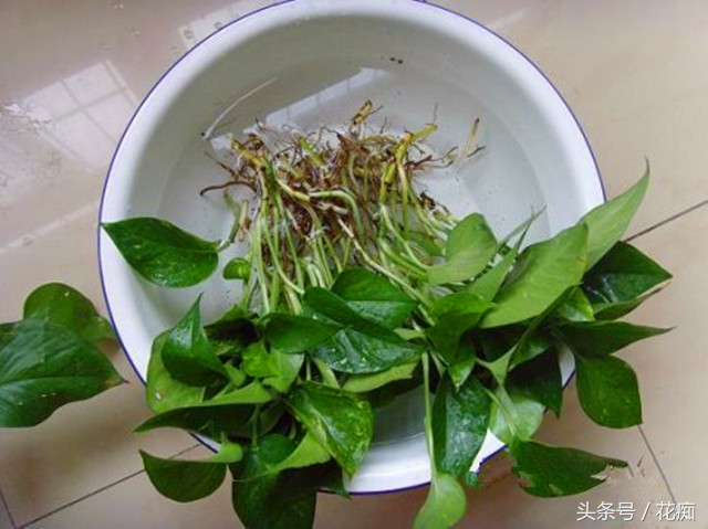 水培的绿萝如何正确转土培,绿萝水培转土培成功率最高的方法