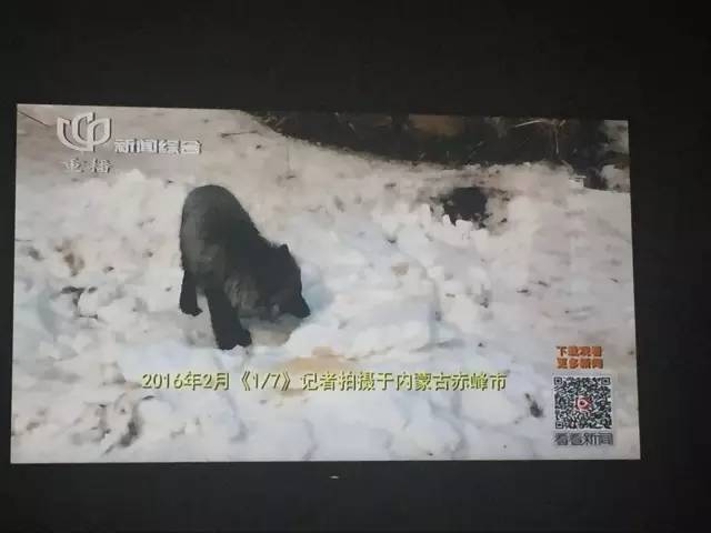 放生还是造孽完整版,有一种造孽叫做放生