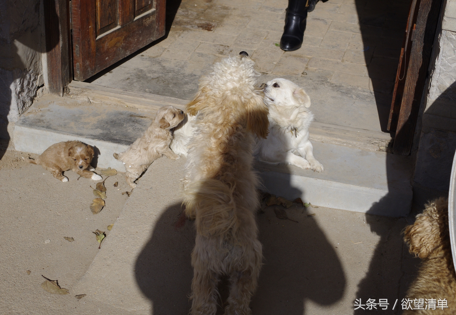 母狗生了狗崽煮什么给他吃,家里狗生了一窝小狗主人吃了