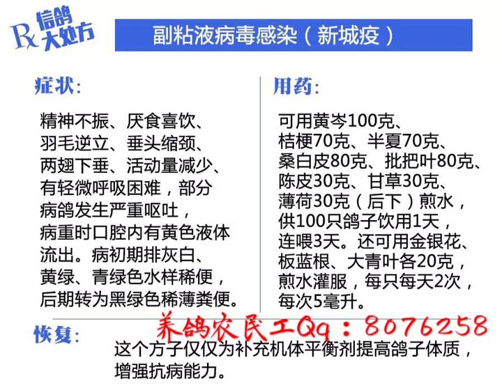 信鸽常见疾病和治疗,信鸽病的诊断治疗