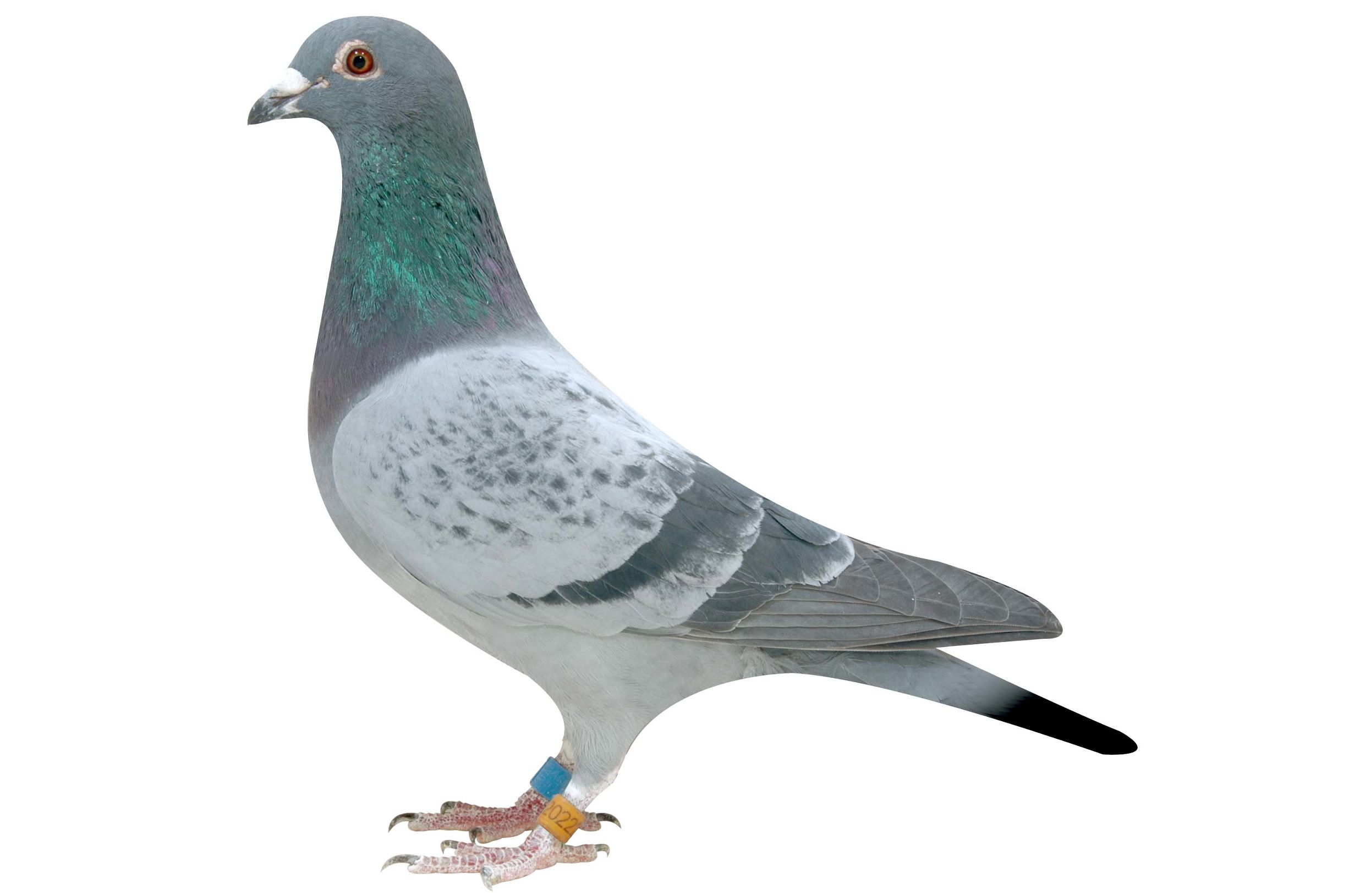 信鸽常见疾病和治疗,信鸽病的诊断治疗