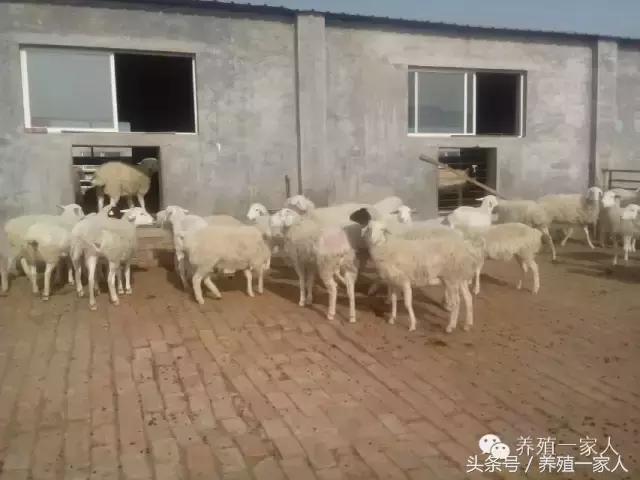 羊群出现羊吃毛羊互相啃毛怎么办,羊群出现黑羊怎么回事