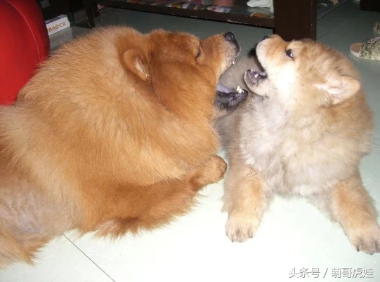 松狮和小汪星人,主人给家里的猫找了女朋友