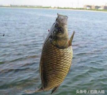 一学就会的游泳教程,野钓最好的钓法