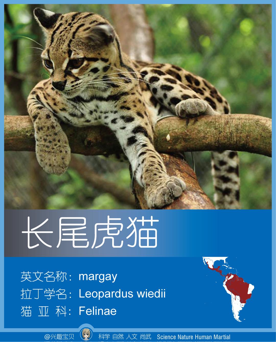 所有36种猫科动物排行,兴趣宝贝21期