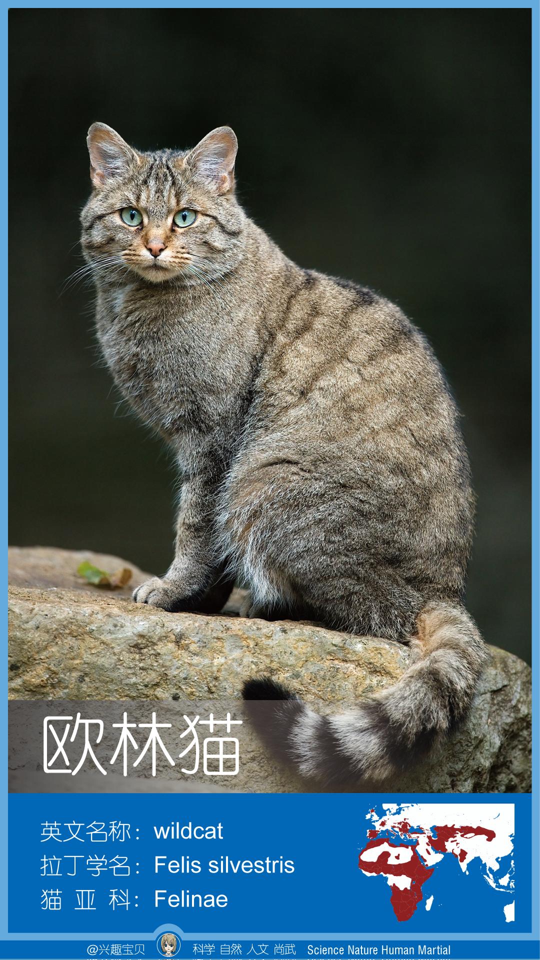 所有36种猫科动物排行,兴趣宝贝21期