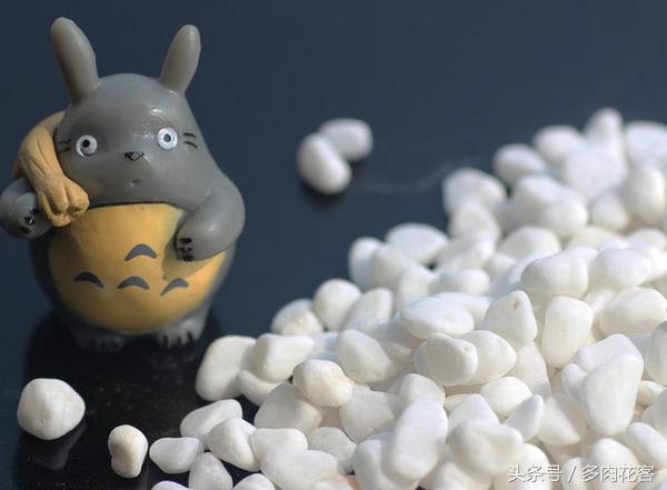 粗河沙可以当多肉的铺面石吗,多肉铺面石用小石子可以吗