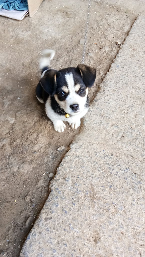 网友花1000块钱买二哈问纯不纯,在网上买二哈刚到家