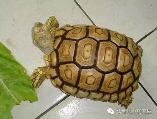 苏卡达生长快吗,如何辨别激素苏卡达