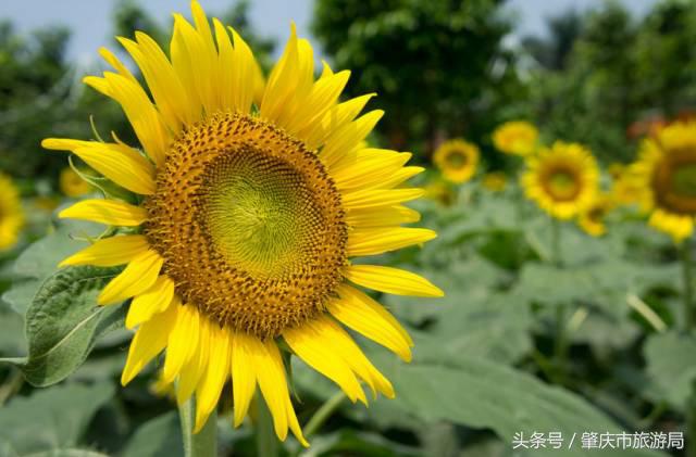 广肇城际轻轨最新官方消息,广肇城际在广州哪儿上车