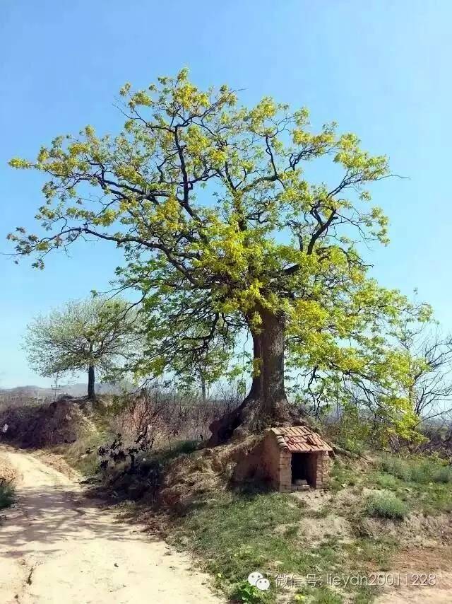 跨越千年时光看兵马俑,跨越千年唐十八陵