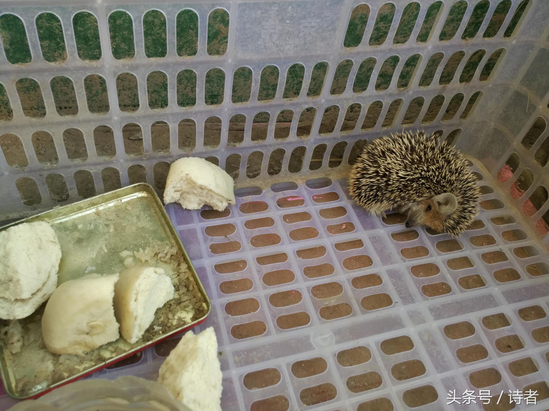 我从野外逮了一只小刺猬