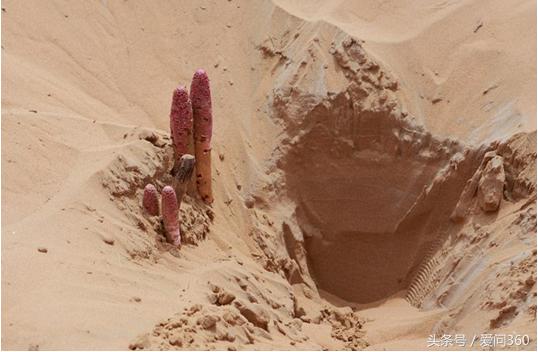 锁阳有什么用途怎么食用最好,锁阳泡水喝的正确方法和禁忌