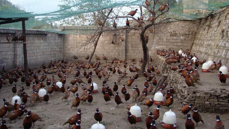 野鸡需要什么样的环境,野鸡生长情况