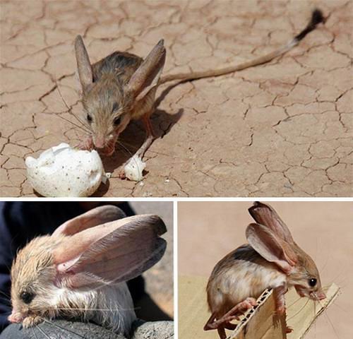 探索世界奇葩物种,奇葩的生物探索
