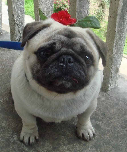 哪一种狗狗最贵,狗狗价格排行榜前十最贵