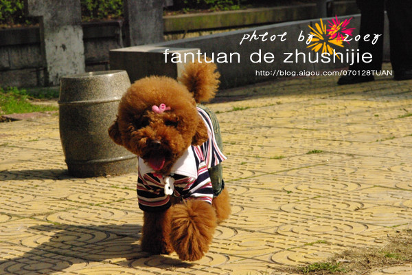 哪一种狗狗最贵,狗狗价格排行榜前十最贵