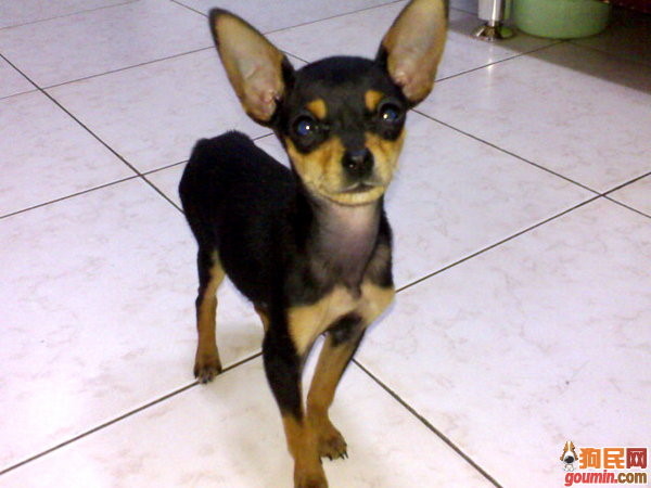 哪一种狗狗最贵,狗狗价格排行榜前十最贵