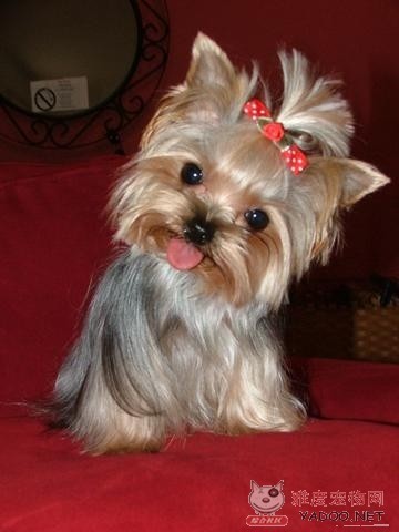 哪一种狗狗最贵,狗狗价格排行榜前十最贵