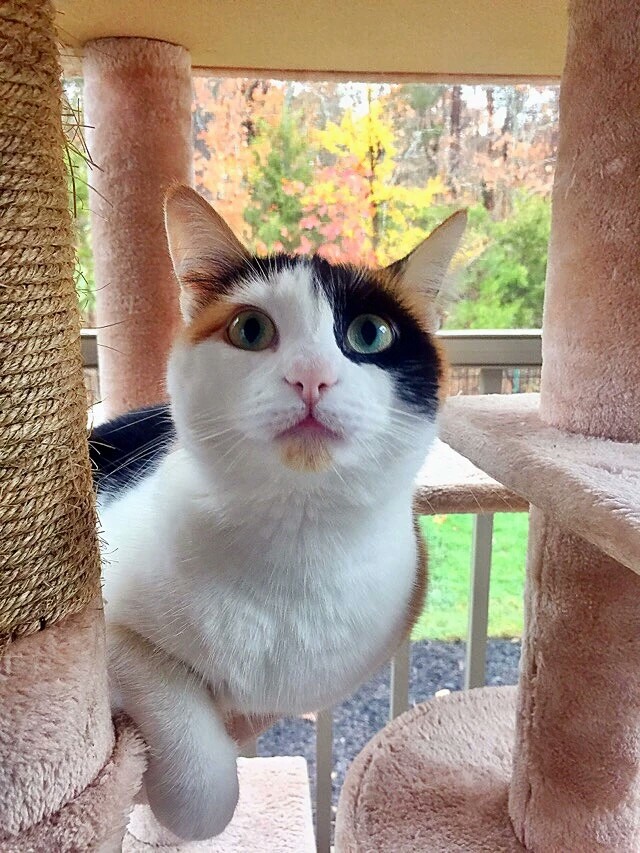 梅西养了一只会踢足球的猫,盘点梅西的猫咪