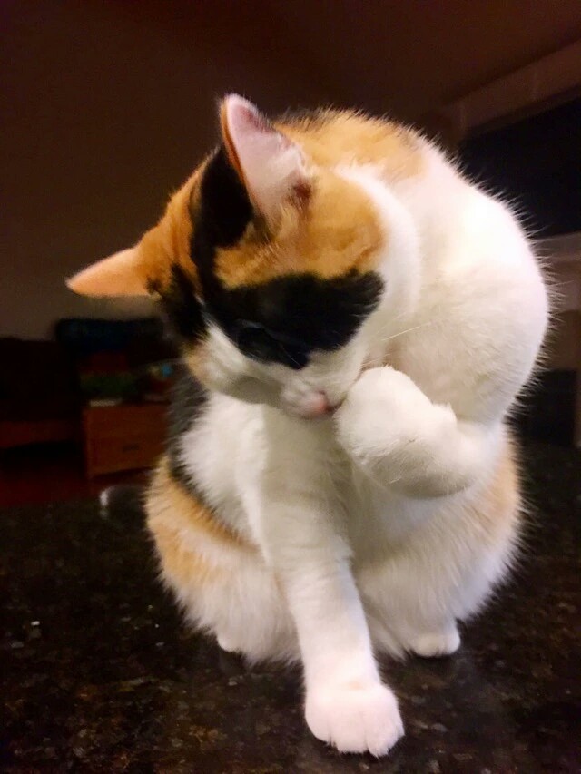 梅西养了一只会踢足球的猫,盘点梅西的猫咪