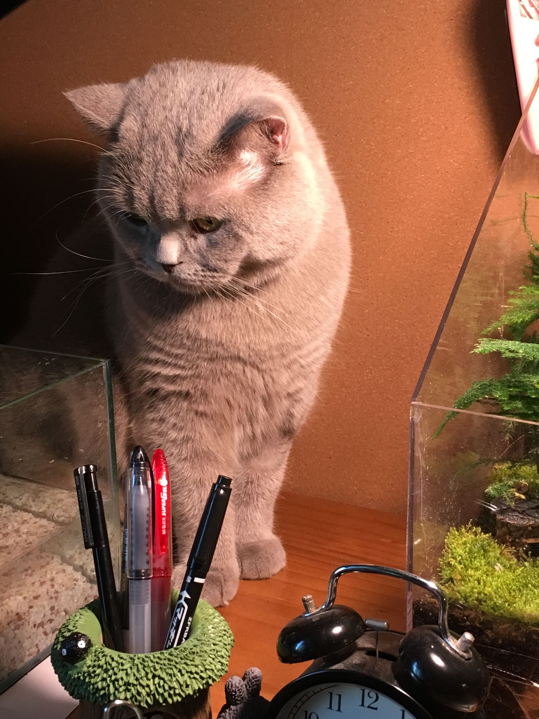 梅西养了一只会踢足球的猫,盘点梅西的猫咪