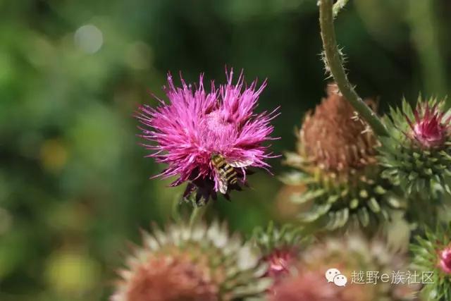 开着房车旅行说走就走,说走就走出去玩视频