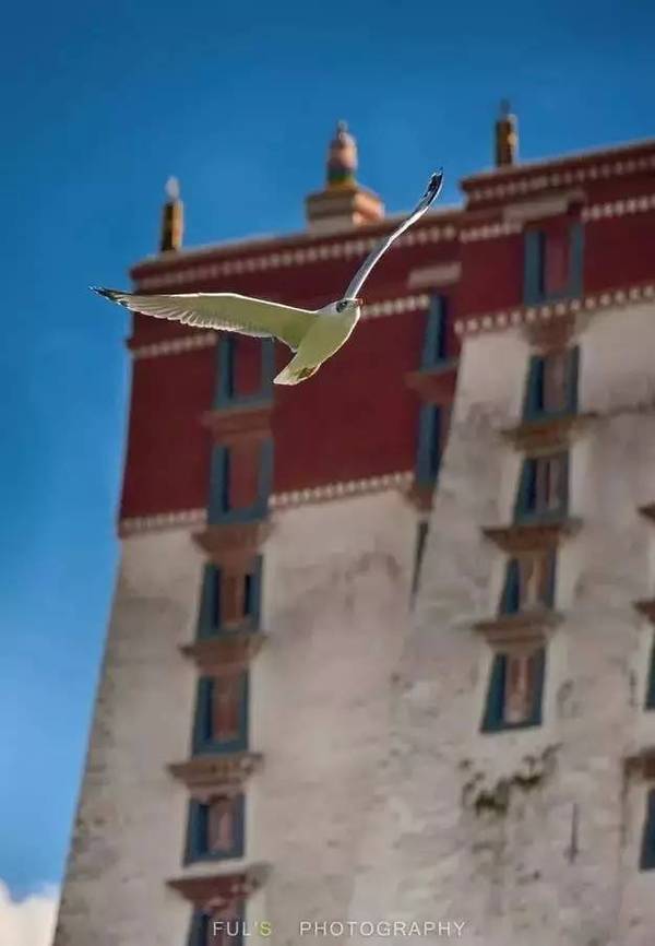 为什么*藏西**总是不包邮?