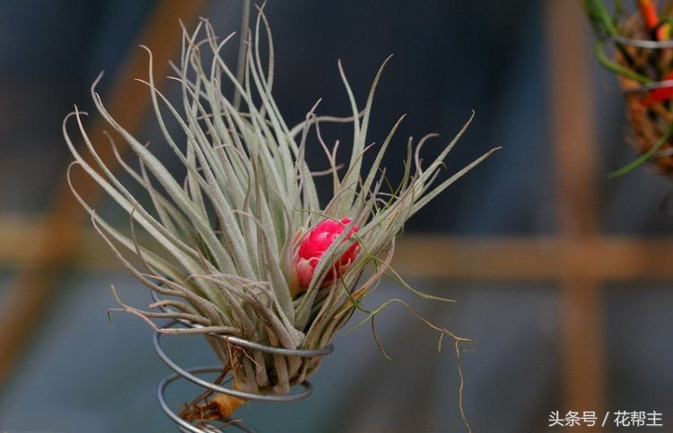 空气凤梨病变,空气凤梨烂心怎么处理