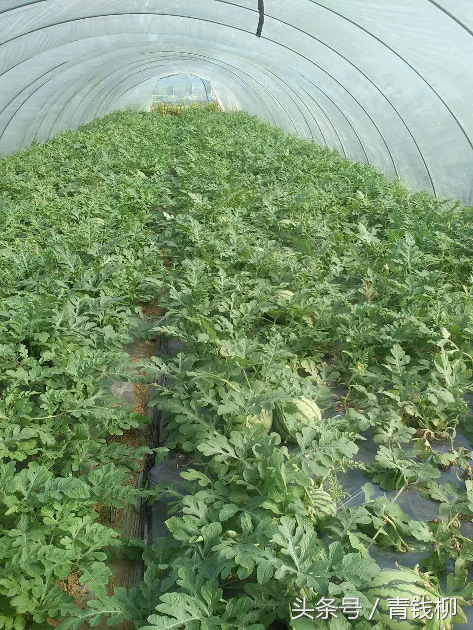 大棚麒麟西瓜基地,麒麟西瓜种子催芽方法