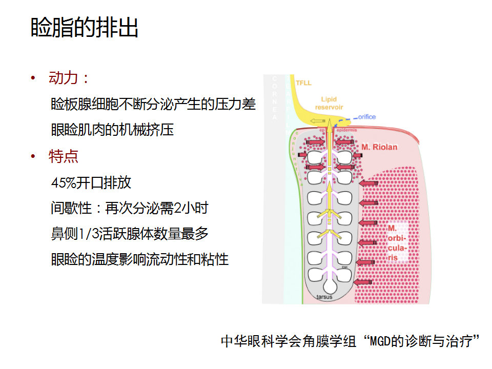 眼睑缘炎的发病原因,眼睑炎的症状和治疗方法