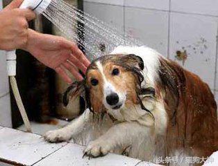 养宠攻略给猫洗澡的步骤和流程,超详细的给狗狗洗澡教程
