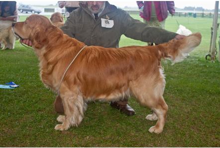 金毛有卷毛是什么原因,我家金毛为什么那么笨