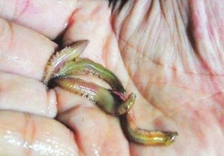 三明有没有好吃的啊,三明美食推荐必吃第一名