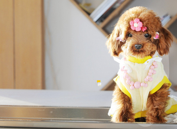 如何给毛发打结的泰迪梳理毛发,泰迪狗毛打结怎么梳毛