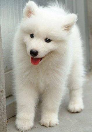 挑选狗狗,如何挑选好狗狗的三个技巧