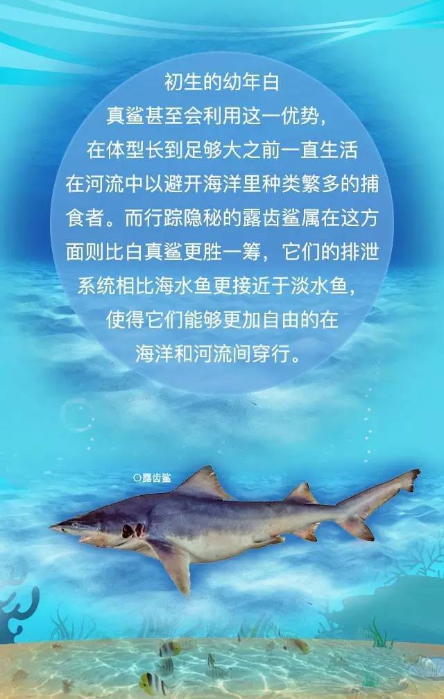 鲨鱼可以潜入海底吗,淡水鲨鱼深海鲨鱼