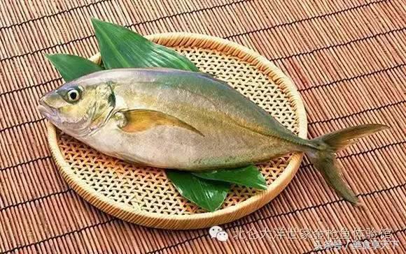 世界上顶级的鱼你认识几种,世界上你有可能没听过的十种鱼