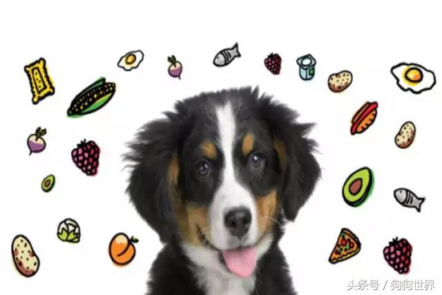 狗狗老是有泪痕是什么品种,狗狗产生泪痕的原因及解决方法